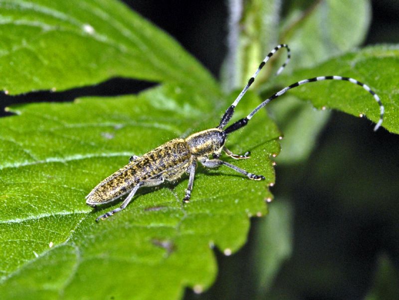 Quale Agapanthia?         Agapanthia  villosoviridescens